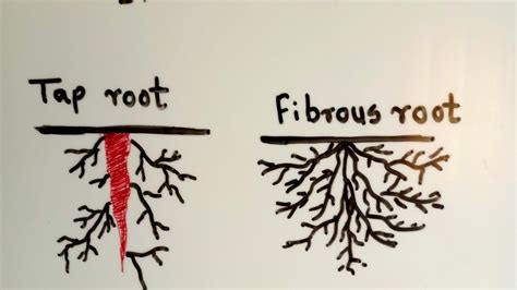 Fibrous Root System Vs Taproot System