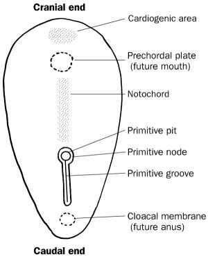 Embryonic Period (Weeks 3-8)