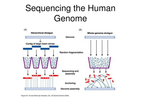 PPT - Sequencing the Human Genome PowerPoint Presentation, free ...