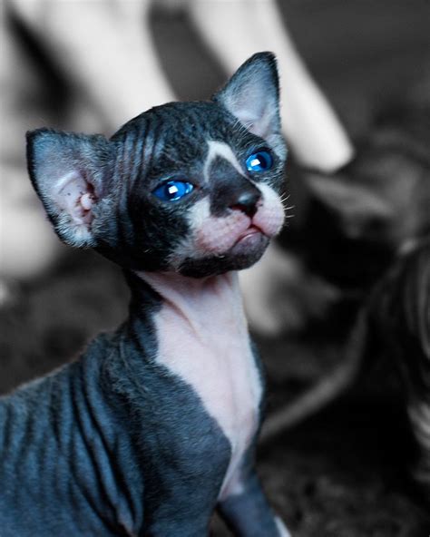 57 best Sphynx Cats images on Pinterest | Kitty cats, Sphynx and Cute ...