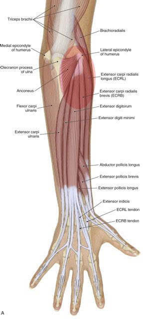 elbow pain Archives - Learn Muscles