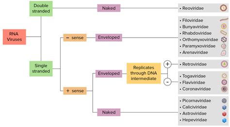 Virología | Concise Medical Knowledge