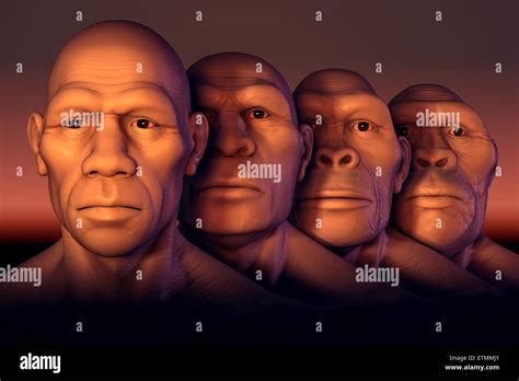 Conceptual image showing four stages of human evolution; Australopithecus, Homo Habilis, Homo ...