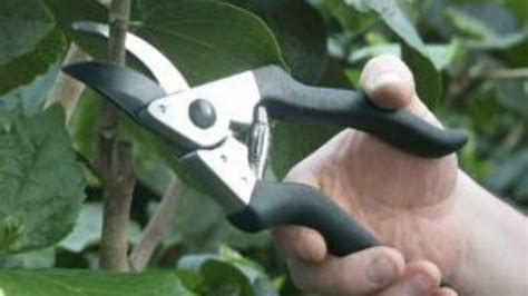 Pruning :- How Pruning is done in Hibiscus Cultivation?