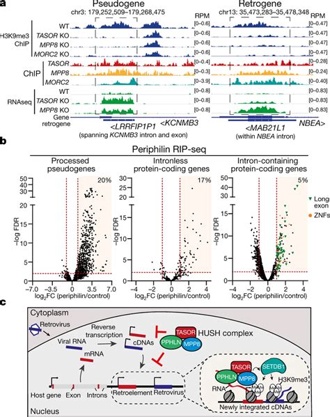 Transcribed processed pseudogenes and retrogenes are bound and silenced... | Download Scientific ...