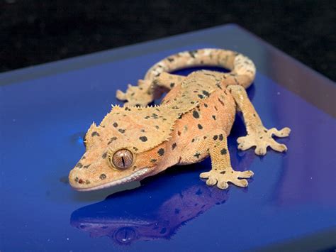 Super Dalmatian Crested Gecko