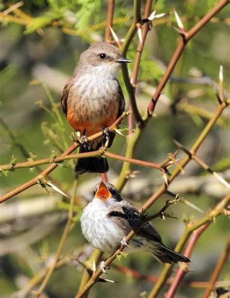 Female and juvenile Vermilion Flycatcher | BirdNote