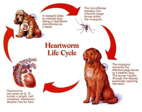 Heartworm: why your dog needs prevention.