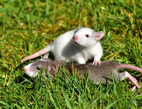 Free Images : grass, sweet, mouse, cute, wildlife, pet, fur, mammal ...