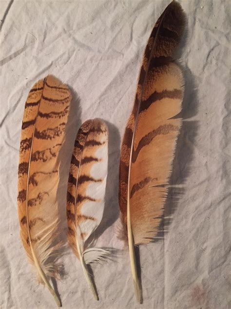 Eurasian Eagle Owl Feathers - Updated by AdvidFeathers on DeviantArt