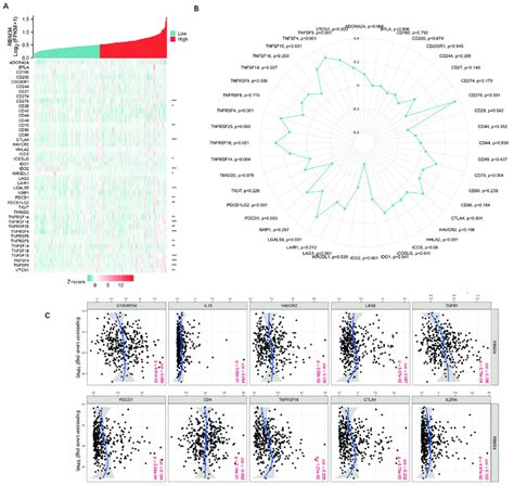 Correlation between RBM34 and immune checkpoints gene in HCC. (A)... | Download Scientific Diagram