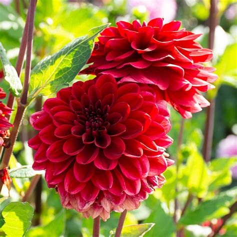 Dahlia 'Red Runner' | White Flower Farm