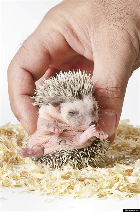 15 Tiny Hedgehogs Who Are Super Cynical (PHOTOS) | HuffPost