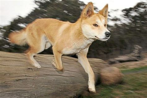 Pin by Aurelia Mia on Carolina Dog in 2020 | Dingo dog, Dingo, Hybrid dogs