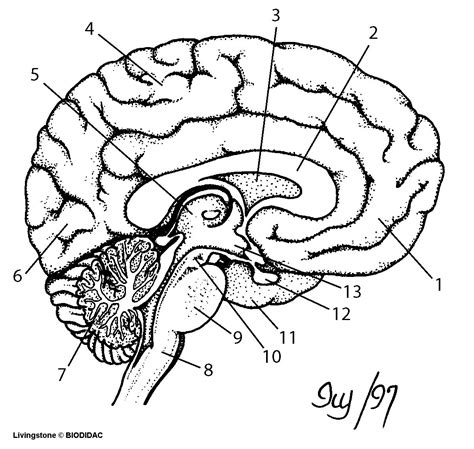 Brain Diagram Worksheets