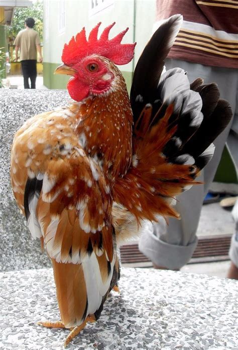 Pin by Amanj on Chicken | Chickens backyard, Bantam chickens, Fancy ...