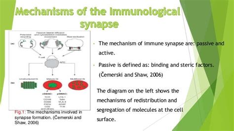 Immunological synapse