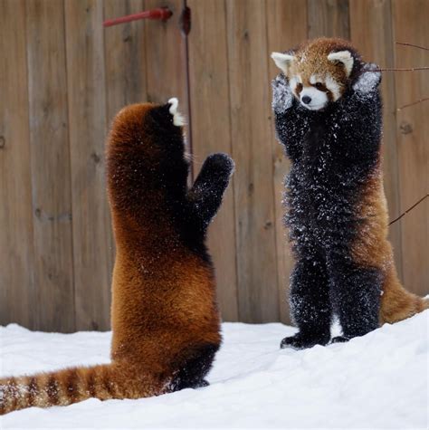 Hands Up ! | Red panda cute, Red panda, Cute animals