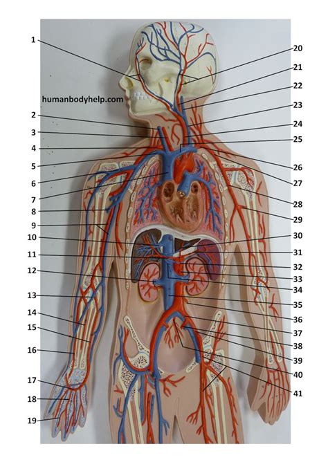 Blood Vessel Plaque Upper – Human Body Help