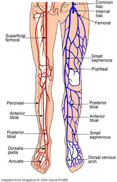 Lower limb artery and vein anatomical innervation - www.anatomynote.com | Leg vein anatomy ...