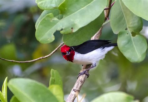 Types Of Cardinal Birds With Pictures