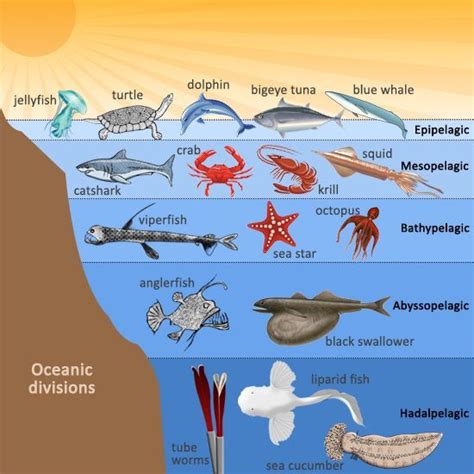 Pin by Ashley Franco on DIY | Ocean zones, Ocean ecosystem, Layers of the ocean