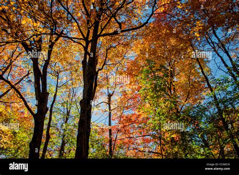 Fall foliage festival in Quebec Stock Photo - Alamy