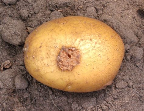 File:Aardappelschurft (Streptomyces scabies on potato).jpg - Wikimedia Commons