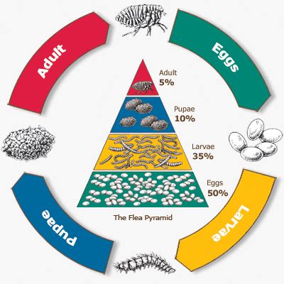 Stages Of Fleas Life Cycle