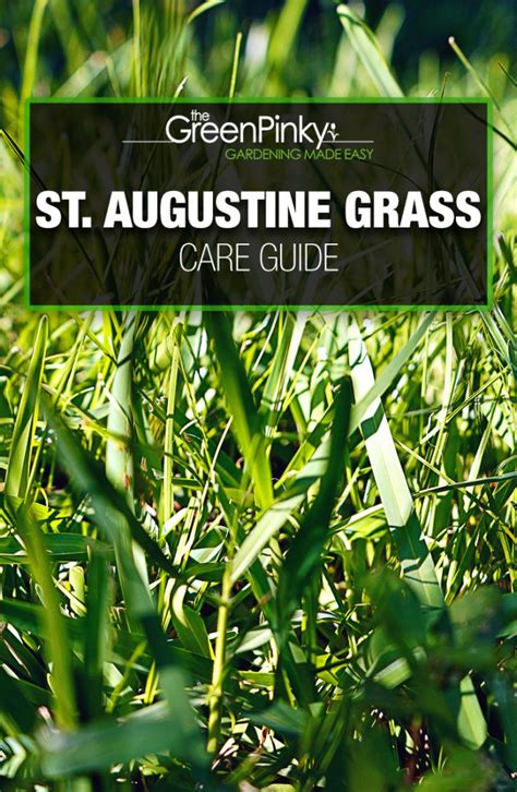 St Augustine Lawn? — Care Guide with Tips (that Work)