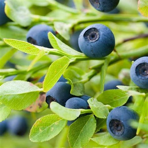 Bilberry Benefits, Uses & History: Gaia Herbs®