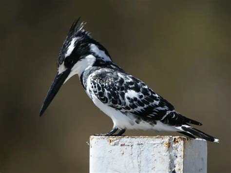 Pied Kingfisher: The Dazzling Avian Hunter of Waterways | WorldWeet