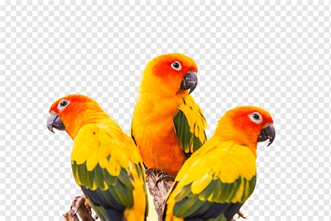 Tiga macaw oranye dan hijau, Sun conure Parkit burung pipi hijau Parrot, Parrot berwarna-warni ...