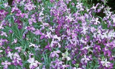 Night scented stock 200 seeds Matthiola bicornis | Etsy