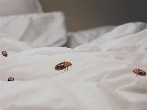 Bed Bugs Pest Control - Pest Boss