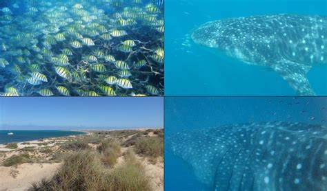 Where is Ningaloo Reef on map Australia