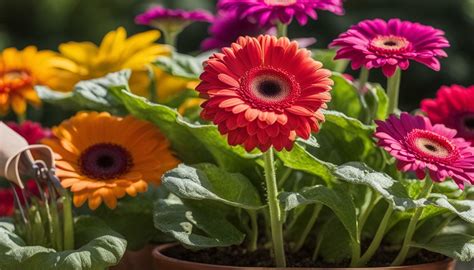 Essential Gerbera Daisy Care Tips for Healthy Bloomers