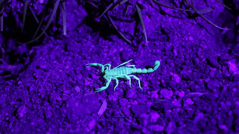 How to Repel Scorpions Naturally (Get Rid of Them Permanently) | BugWiz