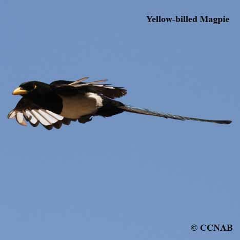 Yellow-billed Magpie (Pica nuttalli) - YBMA