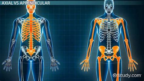 Skeletal System Labeled Axial And Appendicular