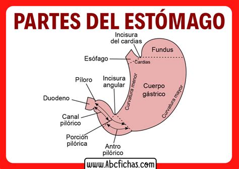 Anatomía interna, función y partes del Estómago