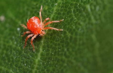 How to prevent and treat red spider mite – Haxnicks