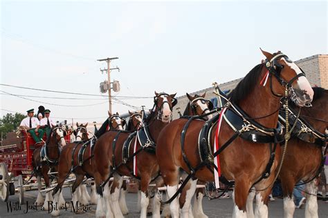 Budweiser Clydesdales