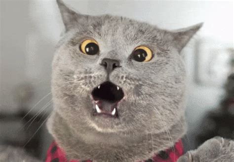 Cat Wow GIF - Cat Wow Surprise - Discover & Share GIFs | Happy cat gif, Cute cats and dogs ...