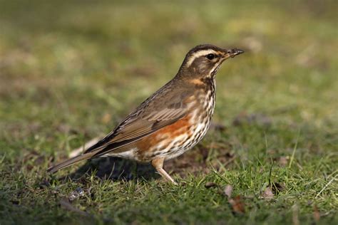 REDWING-