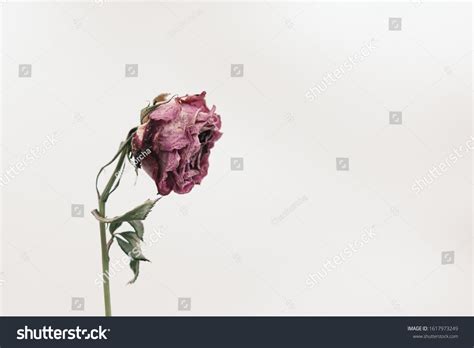 52,440 Withered Flower Stock Photos, Images & Photography | Shutterstock