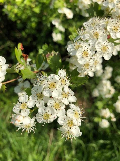 Hawthorn Hedge – Marian Boswall Landscape Architects