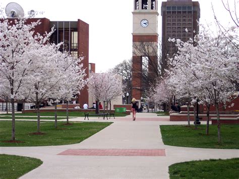 Cherry Tree rows. April at WKU. Kentucky University, College Lifestyles, College Campus, Cherry ...