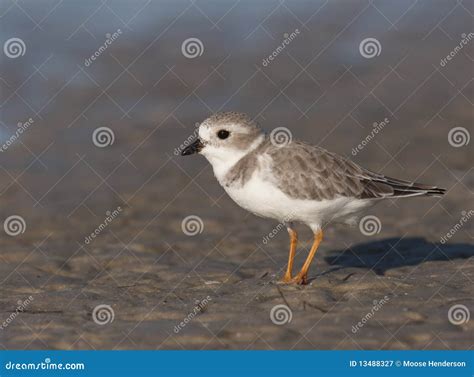 Endangered Piping Plover stock image. Image of creatures - 13488327