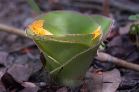 West African Plants - A Photo Guide - Costus spectabilis (Fenzl) K.Schum.